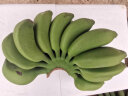 俊怡广西苹果蕉超甜9斤5斤当季新鲜水果现摘香蕉批发非芭蕉西贡粉蕉 广西苹果蕉(净重9斤) 晒单实拍图