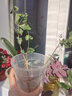 绿荫巷子茉莉花苗盆栽带花苞栀子花卉植物室内绿植浓香四季好养开花 【自吸盆】茉莉花 实拍图