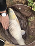 宝飞龙鱼竿大爱无疆5H28调鲤鱼竿超轻超硬碳素台钓竿 4.5米+金属竿止 实拍图