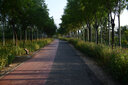 中一（zhongyi） 中一光学 85mm F2.0全画幅人像手动对焦镜头EF\AI\FE\FX 尼康口-黑色 标配 实拍图
