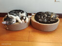 美士Nutro进口猫粮幼猫猫粮肉糙米5磅【效期25年】 效期至25年5月 实拍图