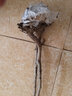 HUAHUIYOU梨树苗 秋月梨苗莱阳秋月蜜梨嫁接树苗盆栽南方北方种植 4年苗： 81cm(含)-110cm(含) 实拍图