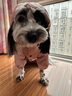 憨憨宠狗狗雨衣狗衣服小型犬全包四脚反光户外防风保暖冲锋衣服防水雨披 粉色 XL号建议体重8-10斤 实拍图