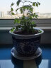 欧芽幸福树大型盆栽 大树桩小树苗绿植物室内客厅 20-30厘米 含盆 晒单实拍图