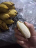 青惠悠广西小米蕉新鲜自然熟糯米香蕉绿皮珍珠芭蕉热带水果海南皇帝焦 5斤净重(约25-35根) 晒单实拍图