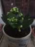 家中有果长寿花重瓣花卉盆栽四季观花植物 四季开花盆栽带花苞发货 绿巴黎带花苞 不含盆 实拍图
