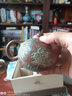 此时此刻 钦州坭兴陶纯手工茶壶泡茶壶荷花浮雕西施壶全手工茶器茶具 荷花西施全雕（1壶2杯） 210ml 实拍图