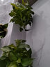 通用浓缩型植物营养液绿色复活液体肥料有机花肥复合肥多肉花卉 植物通用营养液4瓶2000ML 实拍图
