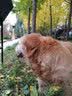安诺3重养护配方全价成年犬粮15kg柯基金毛萨摩耶成犬老年犬专用狗粮 实拍图