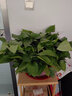 青源绿萝盆栽室内绿植花卉水培植物大叶绿箩 1盆360超大盆一盆顶六盆 带盆栽好 实拍图