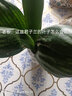 带盆带土6年大苗绿植盆栽室内精品花卉君子兰花苗花卉室内花卉鲜花花卉室内盆景盆栽绿植君子兰苗素颜 绿王君子兰8-10片带盆带土 实拍图