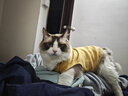 宠星记 宠物衣服 小型犬狗狗 小猫咪 冬季居家防飘毛 泰迪比熊雪纳瑞 绿色特大号XXL 胸围46-50cm 实拍图
