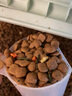 安贝（Auspice）狗粮宠物犬粮五粒牛肉鸡肉果蔬全价小型犬幼粮皮毛护理呵护肠道 鸡肉果蔬1.5公斤日期26.03 实拍图