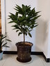 瑰玮送货上门辫子发财树大型绿植室内花卉家居盆栽办公室客厅开业乔迁 平安树约1-1.2米 不含盆 实拍图