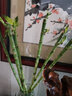锦枫（jinfeng）富贵竹观音竹水培植物水培花卉盆栽大叶竹转运竹水养客厅绿植水养 50cm开运竹直竹6棵(带根好养) 不含盆 实拍图