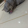 all for paws仿真昆虫逗猫棒 猫咪玩具耐咬抖猫自嗨替换头耐啃咬解闷神器 仿真昆虫—翩翩蝴蝶 实拍图