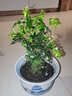 欧芽清香胡椒木植物办公室桌面绿植花卉 盆栽室内客厅 清香木3年苗【橙色螺纹盆】 含盆 实拍图