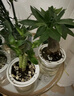 开时果 绿植盆栽桌面水培绿植 办公室植物懒人盆景水养植物源头直发包邮 绿萝+万重山+吊兰 实拍图