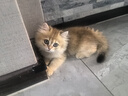普安特宠物狗狗猫咪耳朵清洁洗耳液耳螨耳道护理耳臭耳痒耳炎感染滴耳液 尔加分洗耳液+金银花洗眼液（眼耳清洁） 实拍图