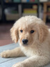 果粒之星纯种金毛幼犬双血统小金毛金毛犬巡回寻回犬沙滩金枫叶宠物狗活体 血统级 实拍图