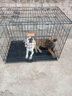 宠乐乖狗笼猫笼 狗笼子中大型犬加粗加密带厕所狗窝家用折叠兔笼宠物笼 黑色精品工艺特粗加密90*55*65cm 实拍图