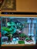 云峰海瑞 鱼缸水草前景莫丝莫斯水草水族箱造景套餐水草活体草缸造景装饰 大三角8*8网片定植 实拍图