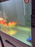 森森（SUNSUN）鱼缸造浪泵冲浪泵磁铁造流泵鱼缸清理鱼粪便器 12W磁吸款 可调流量 (1-1.5m缸) 实拍图