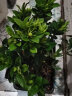 莹影栀子花盆栽带花苞大花浓香四季开花苗庭院花卉盆栽花绿植花卉盆栽 大叶栀子花 4年苗盆栽 实拍图