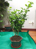 绿之妙圆叶正宗虎头茉莉花盆栽室内浓香花卉重瓣老桩带花苞四季开花植物 实拍图