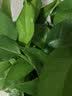 花行榜绿萝盆栽室内植物新房家用净化空气水培绿植花卉大叶吊兰源头直发 实拍图