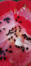 花中酷  花卉种子红桃K种子 散装洛神花种子 红桃K种子 玫瑰茄种子 洛神花种子 100粒 晒单实拍图