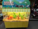 芦丁鸡活体幼鸡下蛋网红宠物鸡活物观赏鸡活一对全色系迷你小宠物 混色5只（1公4母）颜色随机 实拍图