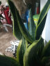 锦枫（jinfeng）虎皮兰植物长脚盆栽室内卧室客厅大型裸苗 3颗金边虎皮兰(20-30cm) 不含盆 实拍图