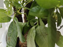 花友发财树盆栽办公室盆栽室内客厅桌面绿植小盆景发财树植物花卉 发财树三杆颗+繁星盆 实拍图