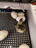 威振 孵化器全自动家用型芦丁鸡孵化机鸭鹅鸽孵化箱智能小型孵蛋器 36枚全自动单电【送加水瓶】 实拍图