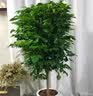 叹为观止大型植物发财树各种大颗盆栽开业乔迁客厅办公室内好养大型花卉 八方来财【1.3-1.5米】 不含盆 实拍图