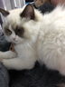 狼孩儿猫粮幼猫粮成猫粮英短美短加菲猫波斯折耳室内猫流浪猫粮深海鱼 5kg(美味海洋鱼10斤装) 实拍图