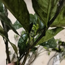 春见耙耙柑树苗桔子苗盆栽地栽庭院南方北方种植橘子树苗当年结果 3年优质苗适合大量种植 实拍图