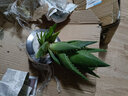 中梦芦荟盆栽含盆室内植物大盆多肉 晒单实拍图