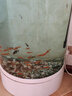 南京雨花石原石天然鹅卵石花盆多肉铺面鱼缸五彩色小石头石子碎石朴彩 月牙状玛瑙3-5cm 实拍图