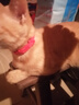养只宠物（YOUNGER PET）猫咪狗狗脖圈跳蚤圈体外驱用品宠物狗猫咪项圈猫狗跳蚤虱子用品 猫用项圈【长27CM】（2个装） 猫用 实拍图