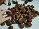 绿鲜森板栗新鲜丹东野生现摘应季蔬菜毛栗子 2.5kg 精选大果 实拍图