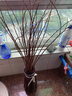 花友 水培雪柳鲜枝水养植物雪柳干枝水插花干枝水养易活观叶客厅 雪柳75-85CM高20支不含瓶 实拍图