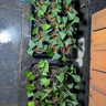 爱丽丝S-5育苗箱多肉叶插种植组合盆栽有盖子可选播种育苗盆托盘 12个2022黑盆+爱丽思箱+A3托盘 实拍图