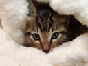 新宠之康 猫咪羊奶粉200g新生幼猫专用哺乳期怀孕英短加菲蓝猫全阶段 实拍图