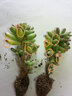 沃绣 多肉植物 多肉盆栽  懒人植物 虹之玉 3株 实拍图