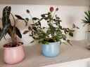沐乡田发财树白掌绿萝栀子花粉掌红掌绿植盆栽办公室内绿植花卉植物 微型玫瑰+陶瓷花盆 实拍图