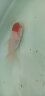 AIPHAROW精品丹顶红 鹤顶红金鱼活体观赏鱼活体 冷水鱼 鸿运当头 招财金鱼 鸿运当头3-4CM1条装 实拍图