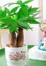 泰西丝三杆发财树盆栽易活绿植桌面摆件招财盆景+清香图陶瓷盆 源头直发 实拍图