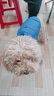 SLPC狗狗衣服冬季小型犬棉衣中型泰迪雪纳瑞柯基衣服马甲保暖宠物衣服 宝蓝色 XL（建议11-19斤狗狗） 晒单实拍图